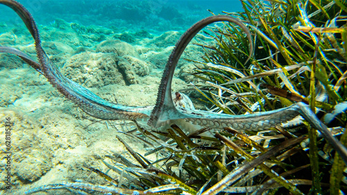 Alive octopus underwater swimming in the Aegean Sea. Oktopus vulgaris in the Mediterranean ocean beneath Posedonia algae photo