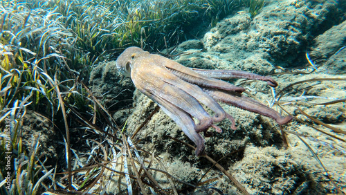 Alive octopus underwater swimming in the Aegean Sea. Oktopus vulgaris in the Mediterranean ocean beneath Posedonia algae photo