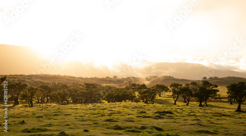 Fields of Fanal in madeira on a colorful yellow evening with breathtaking landscape