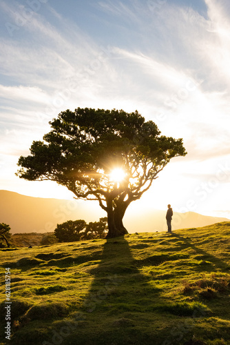 Sunset behind tree on a magical evening on the fairy hills of Fanal in Madeira island