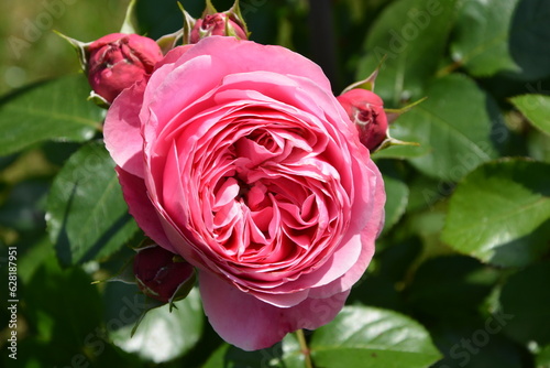 Rose Pink