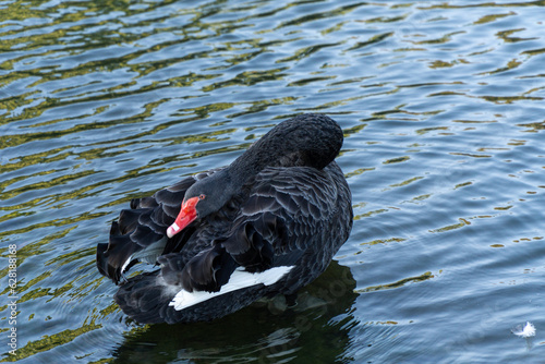 Black mute swan swim in a lake
