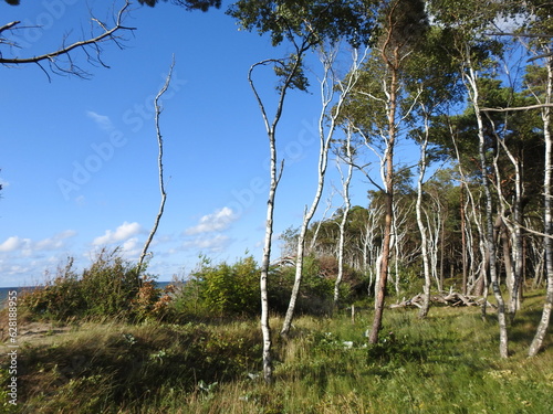Fotografi trees on the dune of the curonian spit in russia