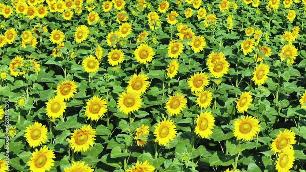 4k drone video of sunflower field. Agriculture. Aerial view of sunflowers.Taking sunflower blooming in a vast sunflower field fluttering in the wind 4k drone video of sunflower field. Agriculture. Aerial view of sunflowers.Taking sunflower blooming in a vast sunflower field fluttering in the wind