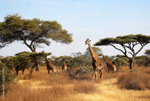 Photography Maasai Giraffe (Giraffa tippelskirchi) and Umbrella Tree in Serengeti National P