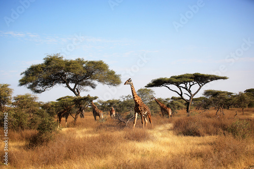 Maasai Giraffe (Giraffa tippelskirchi) and Umbrella Tree in Serengeti National Park, Tanzania,  Africa photo