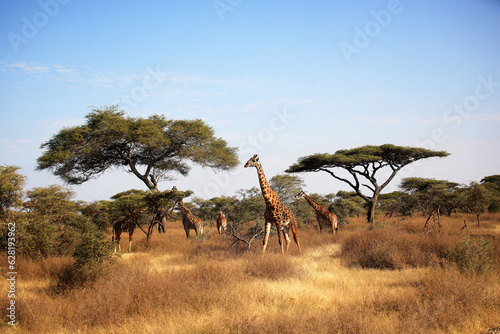 Obraz na płótnie Maasai Giraffe (Giraffa tippelskirchi) and Umbrella Tree in Serengeti National Park, Tanzania, Africa w salonie