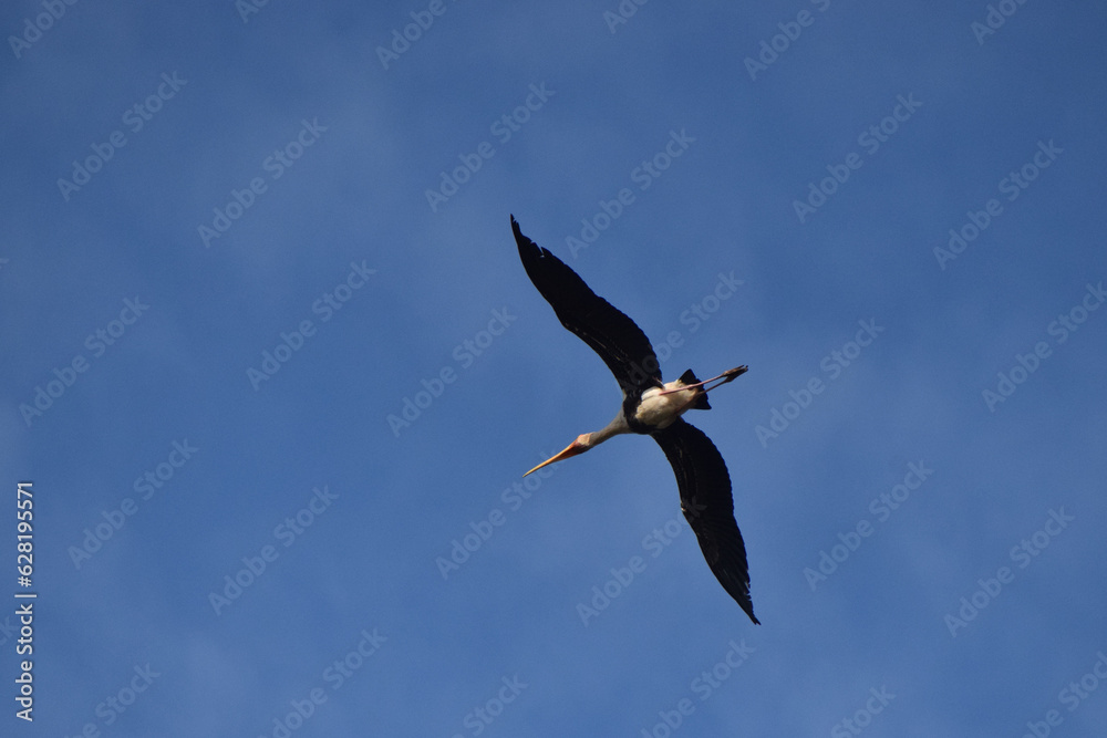 Obraz premium A stork bird is seen flying in the sky