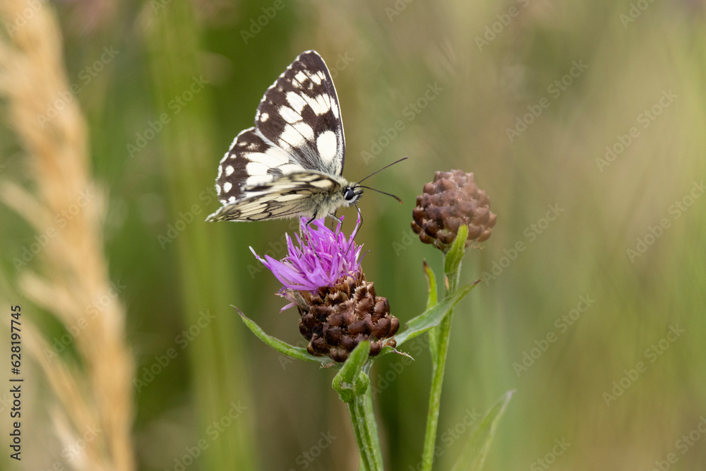 Schachbrett oder auch Damenbrett (Melanargia galathea)