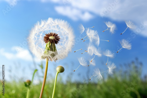 Close-up of a dandelion in the wind