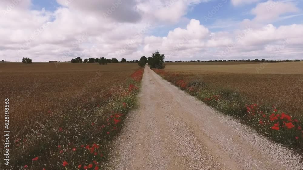Vista aérea de un camino o carretera de tierra en un campo de cultivo de trigo, olivos y arboles, rodeado de amapolas  en medio de la naturaleza