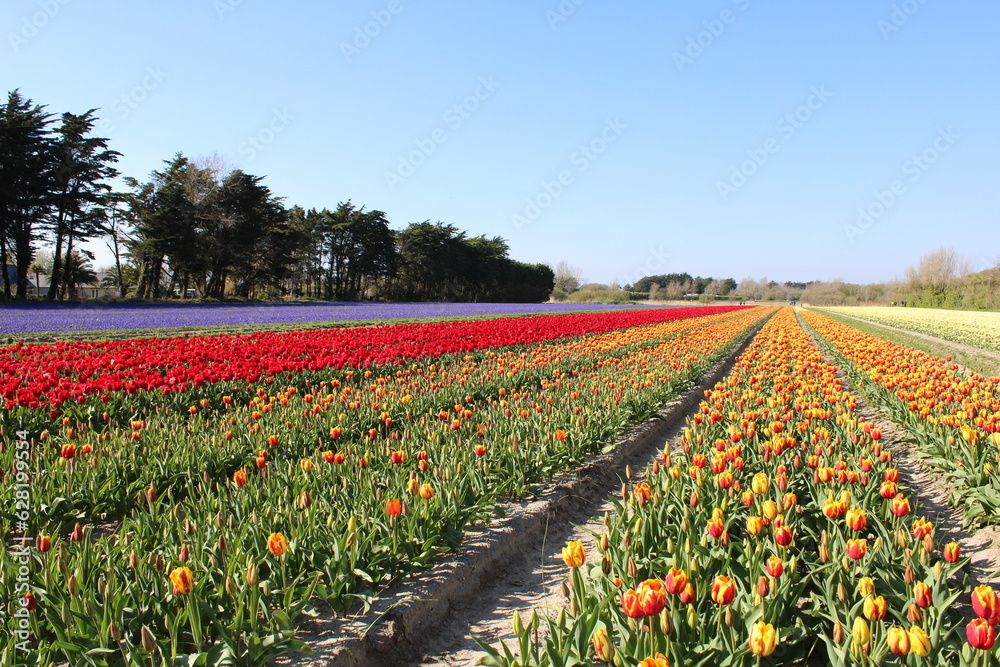 Campo de rosa, púrpura, amarillo, rojo y naranja jacinto y tulipán en Plomeur, Bretage, Francia a principios de primavera.