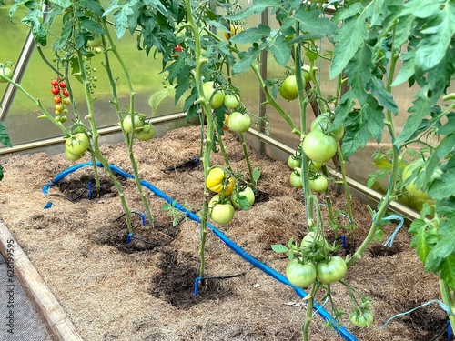 Growing tomatoes in a greenhouse. Mulching the ground with grass.