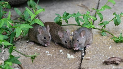 The house mouse is a small mammal of the order Rodentia, characteristically having a pointed snout, large rounded ears, and a long and almost hairless tail. 