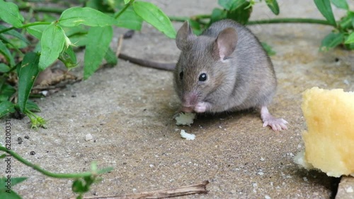 The house mouse is a small mammal of the order Rodentia, characteristically having a pointed snout, large rounded ears, and a long and almost hairless tail. 