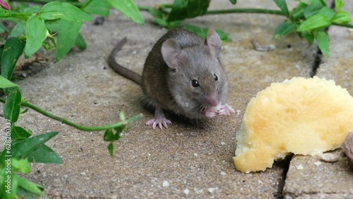 The house mouse is a small mammal of the order Rodentia, characteristically having a pointed snout, large rounded ears, and a long and almost hairless tail.  photo