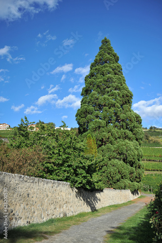Mammutbaum im Kloster Neustift in Südtirol photo