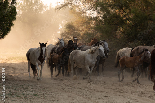 caballos marismeños © MariCarmen