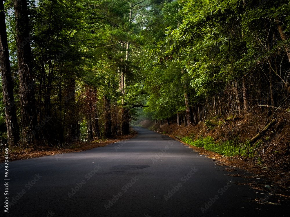 Peaceful stretch of road in the forest through rural Jefferson County Alabama at sunrise