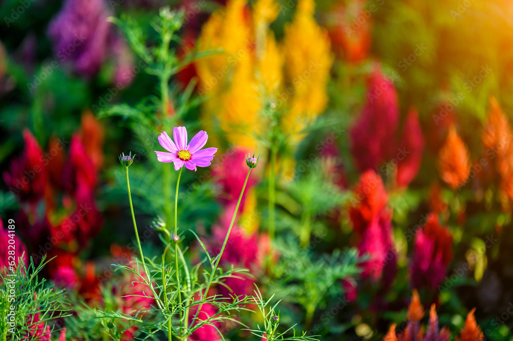 Beautiful purple cosmos flower in the garden with blur flowers as background. Beautiful purple cosmos flower in the garden with blur flowers as background.