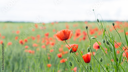 Close-up of red poppy flower heads, buds and capsules in green barley field. Papaver rhoeas. Beautiful blooms of wild corn rose in spring cornfield with blurry background of forest and light blue sky.