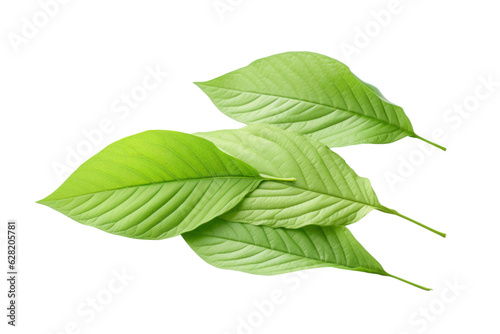 Green leaves isolated on transparent background , generative ai