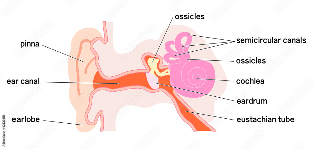 Obraz premium シンプルな耳の構造概略図