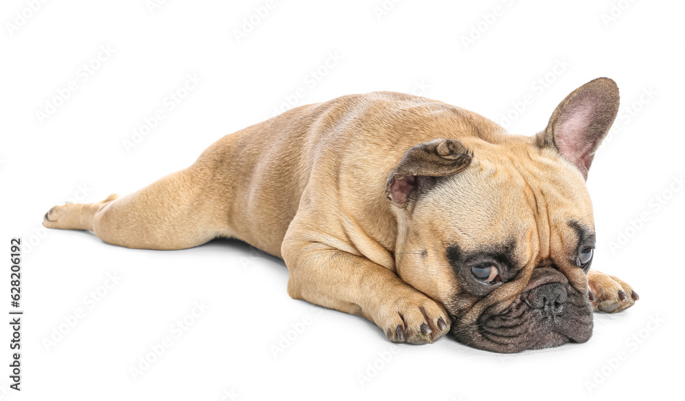 Cute French bulldog lying on white background