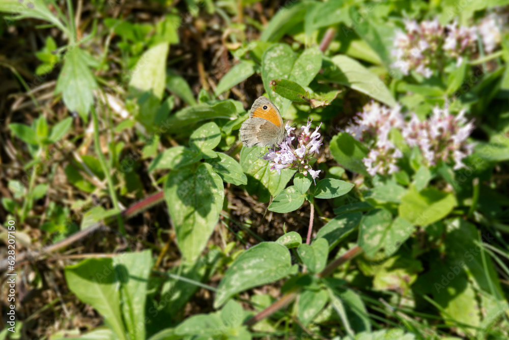 Small Heath (Coenonympha pamphilus) butterfly sitting on a white flower in Zurich, Switzerland Small Heath (Coenonympha pamphilus) butterfly sitting on a white flower in Zurich, Switzerland