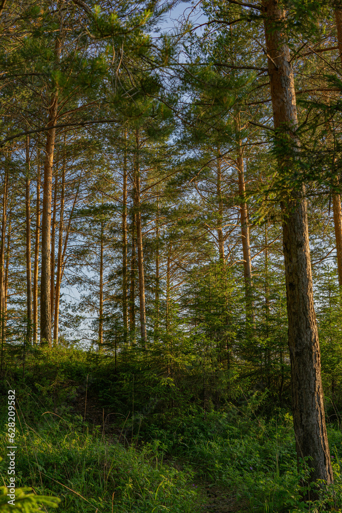 Fototapeta premium forest in autumn