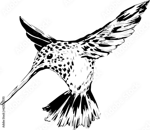 black and white bird