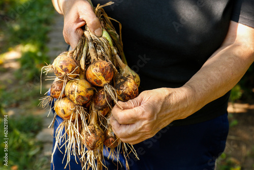 woman holding a freshly picked bunch of onions in her hands