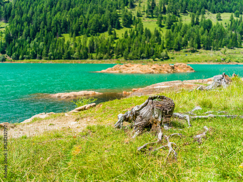 Lago di pian palù - autonome Provinz Trient - Wurzel
