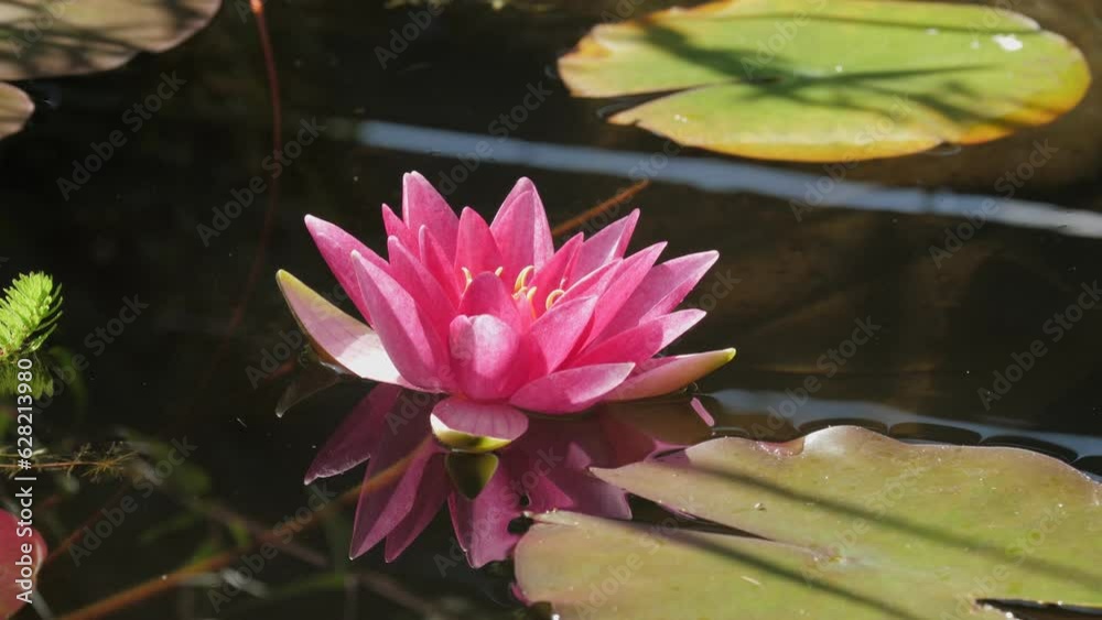 Pink water lily in bloom in a pond Pink water lily in bloom in a pond