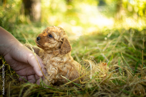Toy poodle puppy 