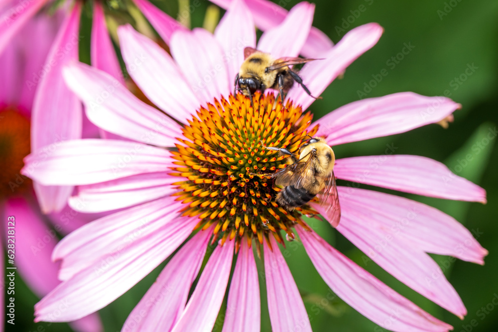 Purple coneflower, or echinacea, is a popular sun perennial seen with honey bees.
Purple coneflower, or echinacea, is a popular sun perennial seen with honey bees.