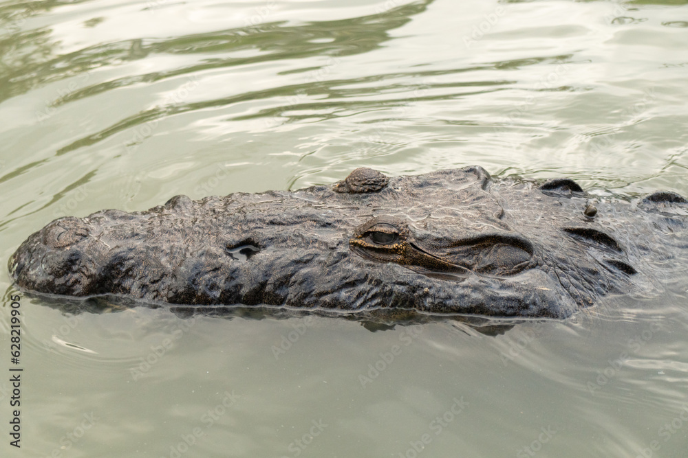 Crocodile looking away while swimming in natural habitat Crocodile looking away while swimming in natural habitat
