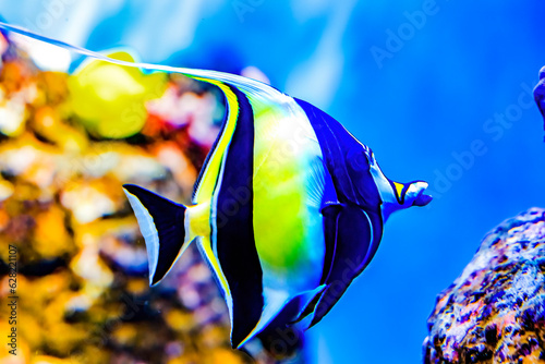 Colorful Moorish Idol Fish Waikiki Oahu Hawaii photo