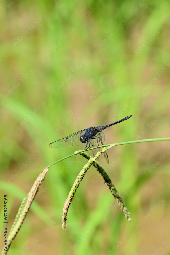 closeup the dark blue dragonfly hold on grass plant leaf soft focus natural green brown background. closeup the dark blue dragonfly hold on grass plant leaf soft focus natural green brown background.
