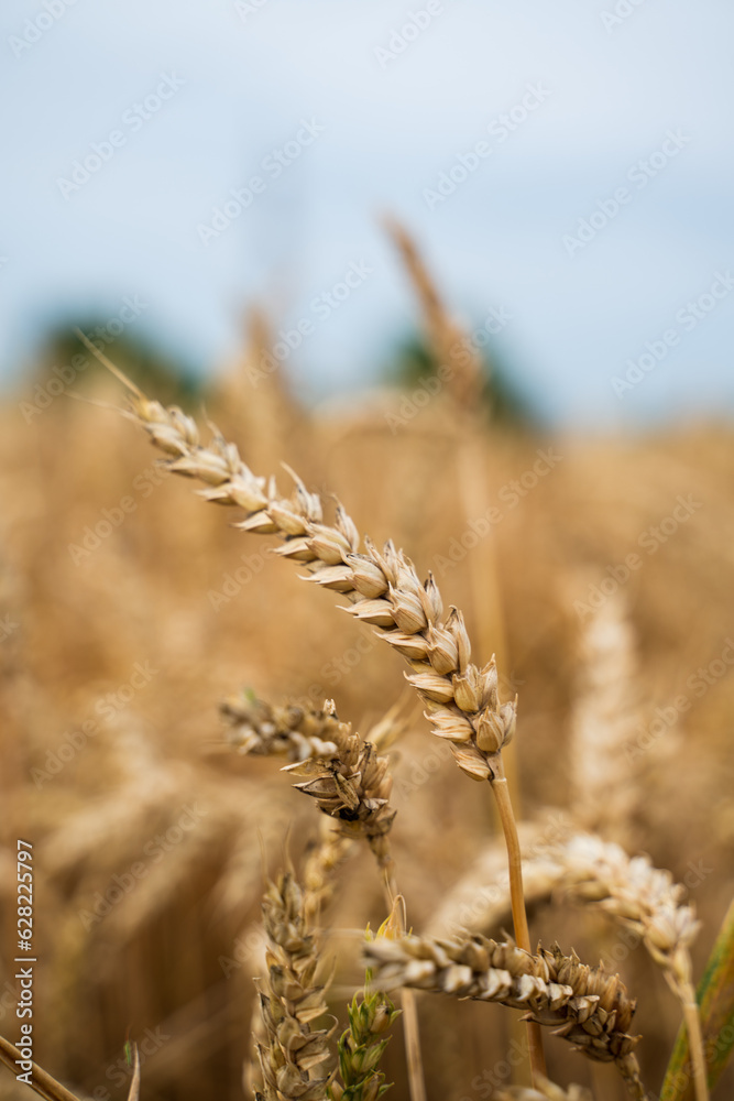Wheat filed rural scene. Ripening ears of wheat. Nature harvest. Wheat field natural product. Rich harvest concept. Agriculture. Wheat filed rural scene. Ripening ears of wheat. Nature harvest. Wheat field natural product. Rich harvest concept. Agriculture.