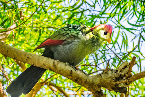 Colorful Red-Crested Turaco Bird Waikiki Honolulu Hawaii photo