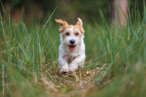 Dog breed Jack Russell Terrier runs through thickets of green grass. Pet walks in the forest