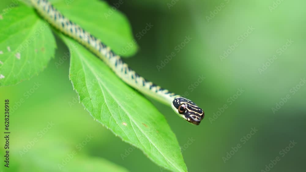 Baby Snake Golden Tree Snake Head Close-up shot of green mamba snake on tropical forest tree, Thailand. Baby Snake Golden Tree Snake Head Close-up shot of green mamba snake on tropical forest tree, Thailand.