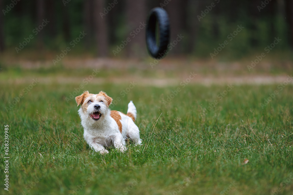 Dog breed Jack Russell Terrier with a jumping black rubber ring. Pet and his toy on the background of the forest Dog breed Jack Russell Terrier with a jumping black rubber ring. Pet and his toy on the background of the forest