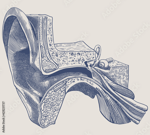 Isolated pen and ink illustration. Ear anatomy diagram.