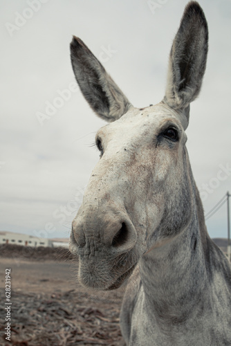 Close up headshot portrait of a mule or donkey with big personality in Fuerteventura  Canary Islands  making funny faces  smiles and grimaces. Cute animal  surrealistic perspective.