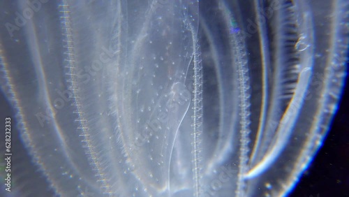 Invasive jellyfish ctenophora (Mnemiopsis leidyi), Black Sea photo