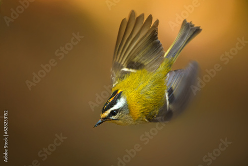 Regulus ignicapilla - The common firecrest also known as the firecrest