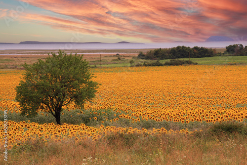 Agricultural field with yellow sunflowers against the sky with clouds. Gold sunset.