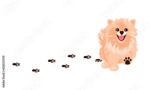 Dog Paw and Dog. Spitz. Pomeranian.